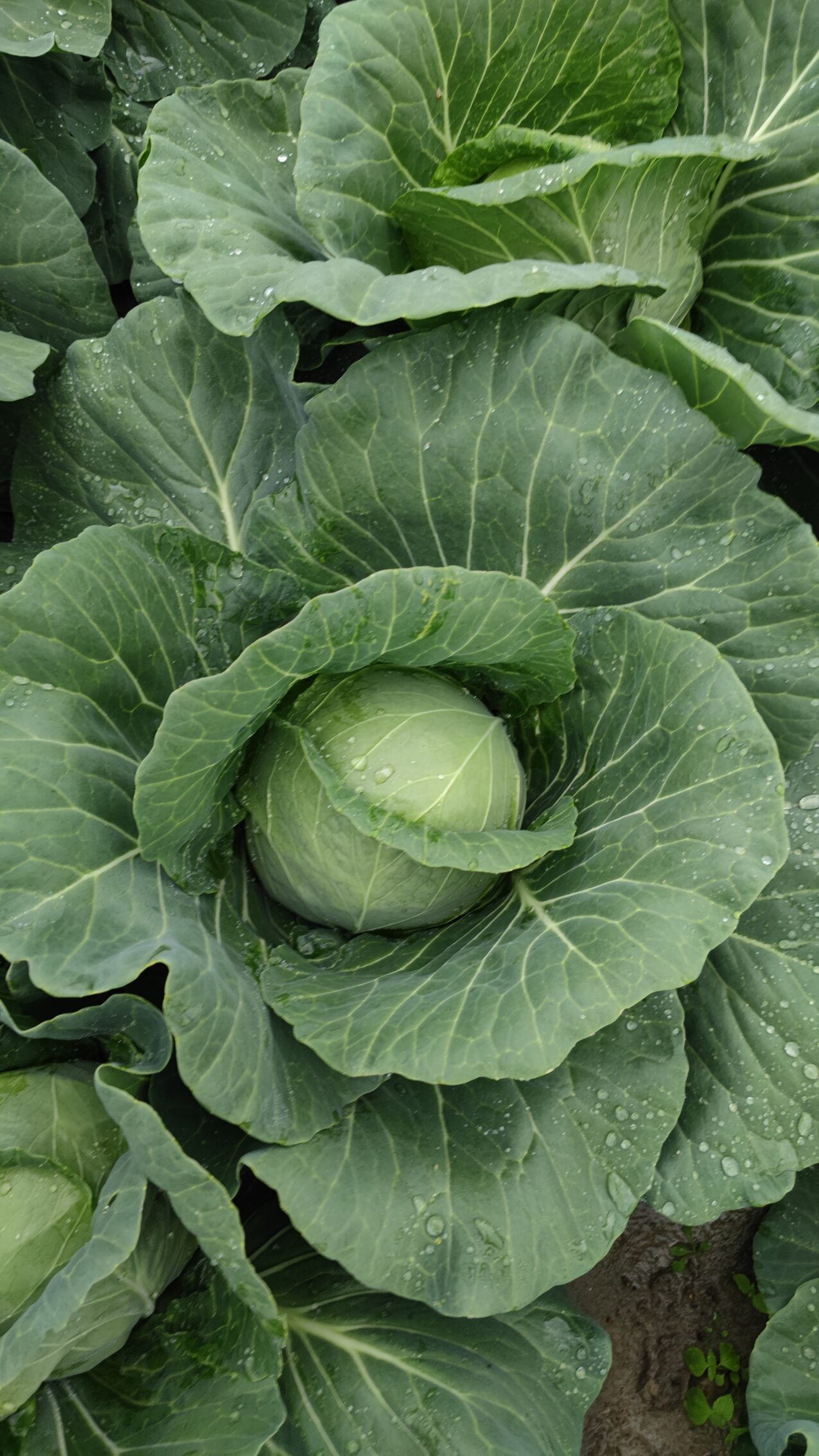 Odmiany kapusty: KO 1347 F1