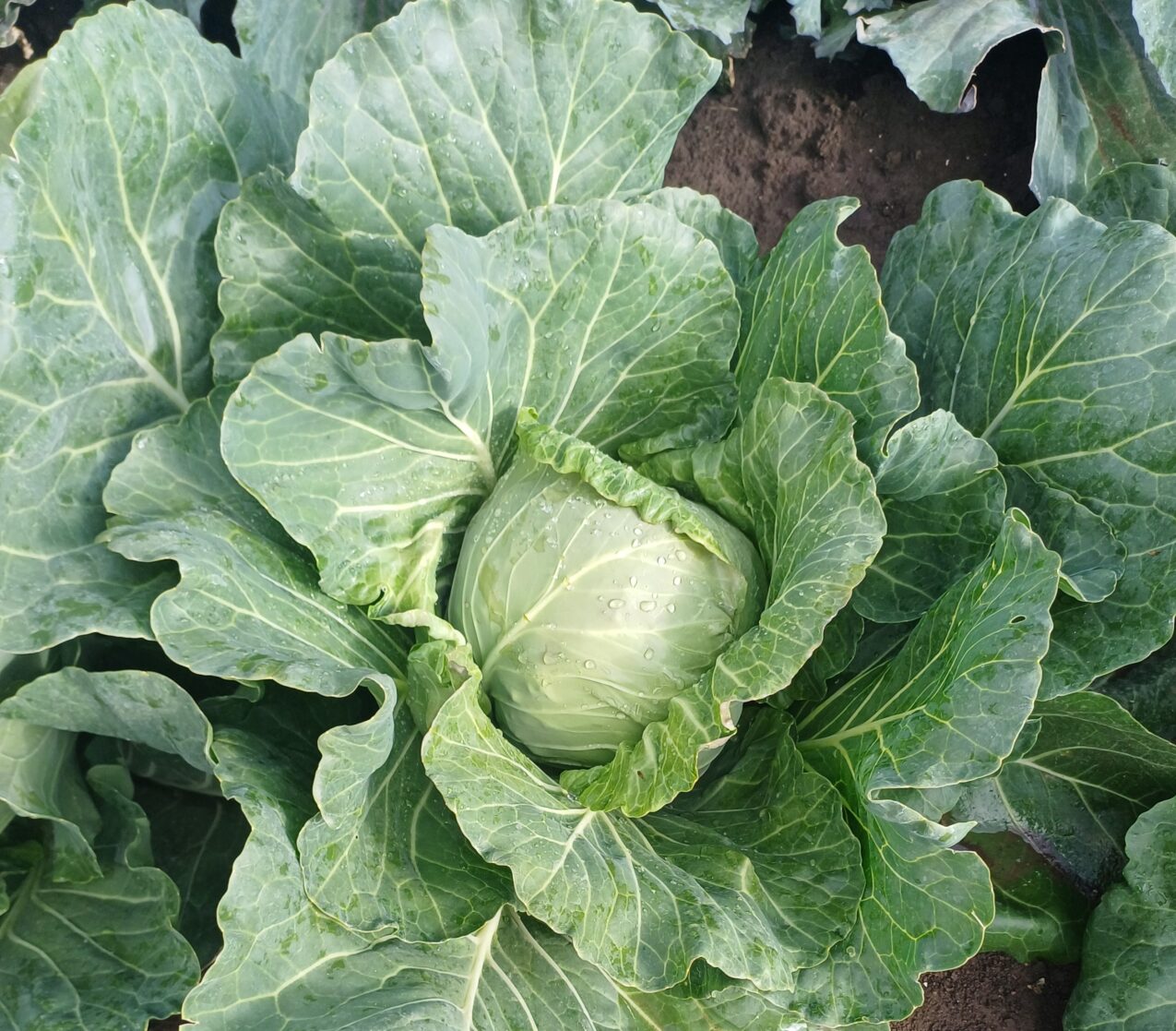 Odmiany kapusty: KO 2136