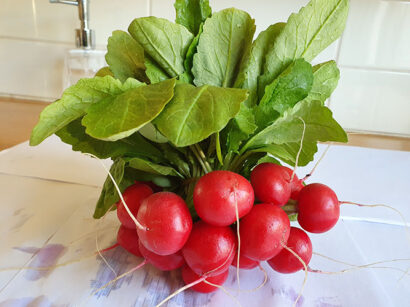 Rzodkiewka Laurella F1