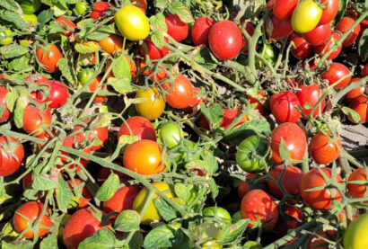 Pomidor samokończący Orsorosso F1