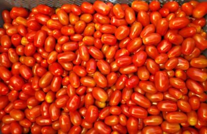 Pomidor Pendragon – stabilność plonu i wysoka jakość owoców