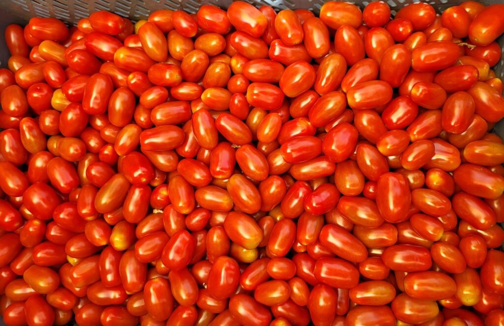 Pomidor Pendragon, pomidor koktajlowy (fot Hazera)