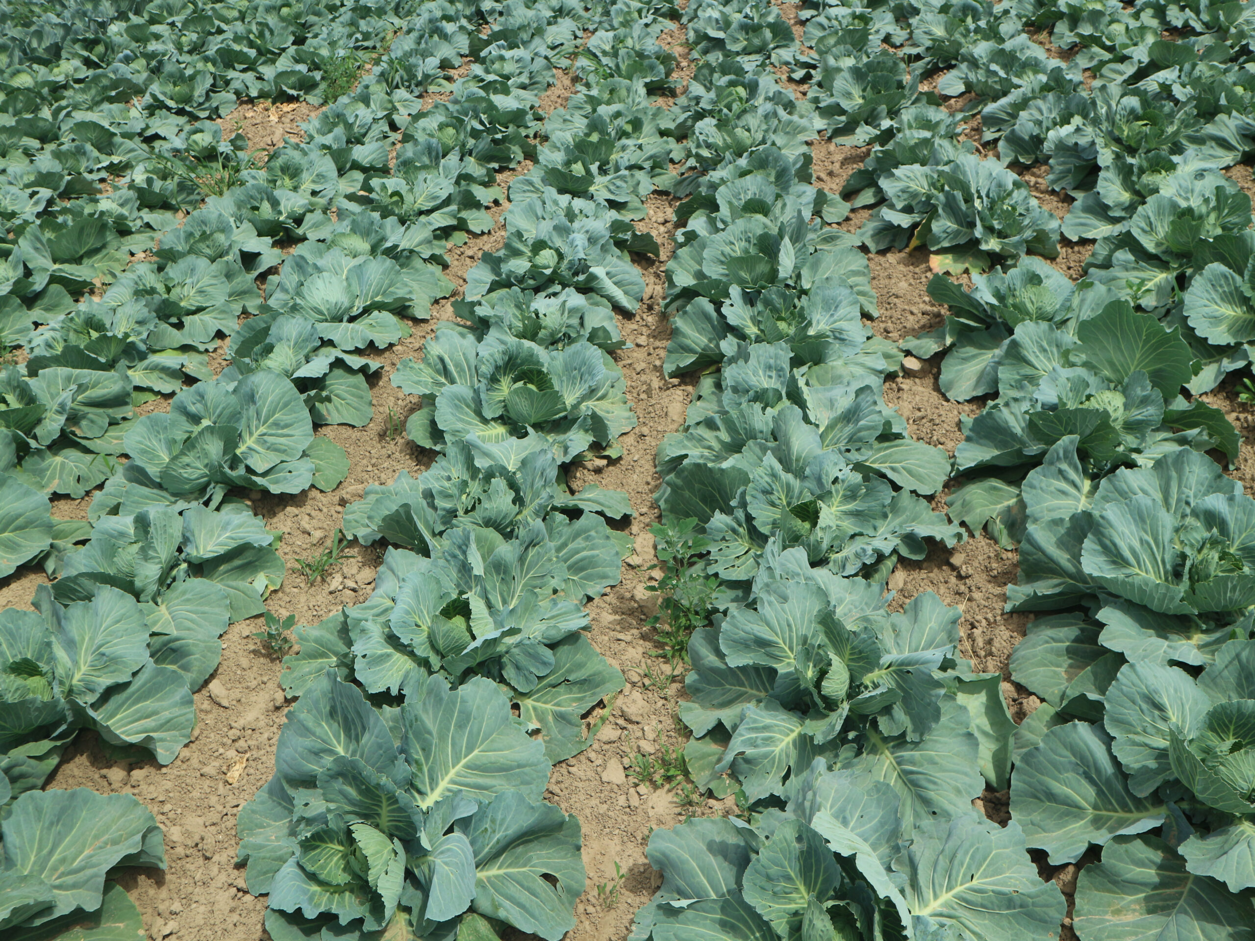 Wiodące odmiany kapusty