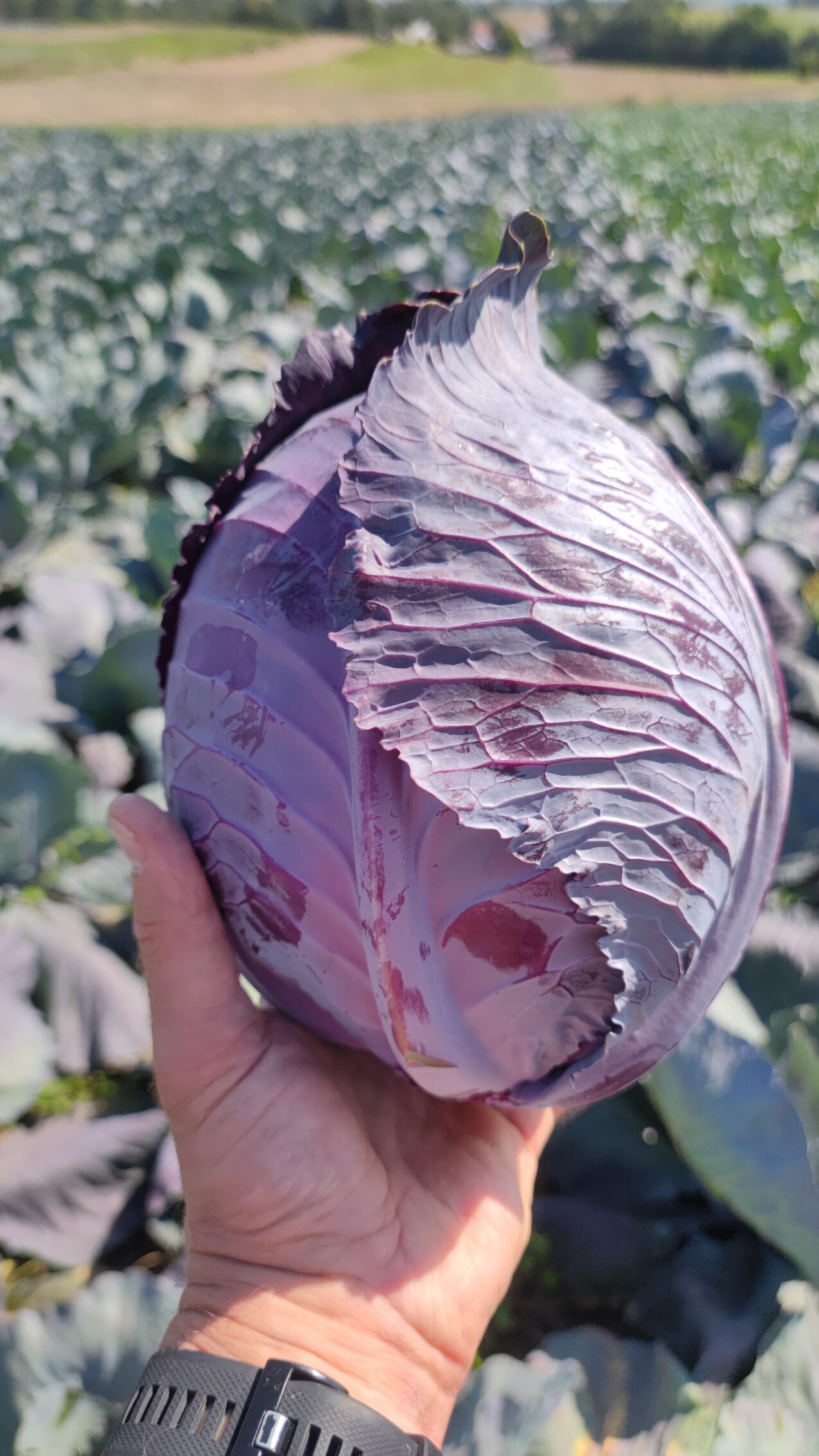 Odmiany kapusty: Redbowl F1