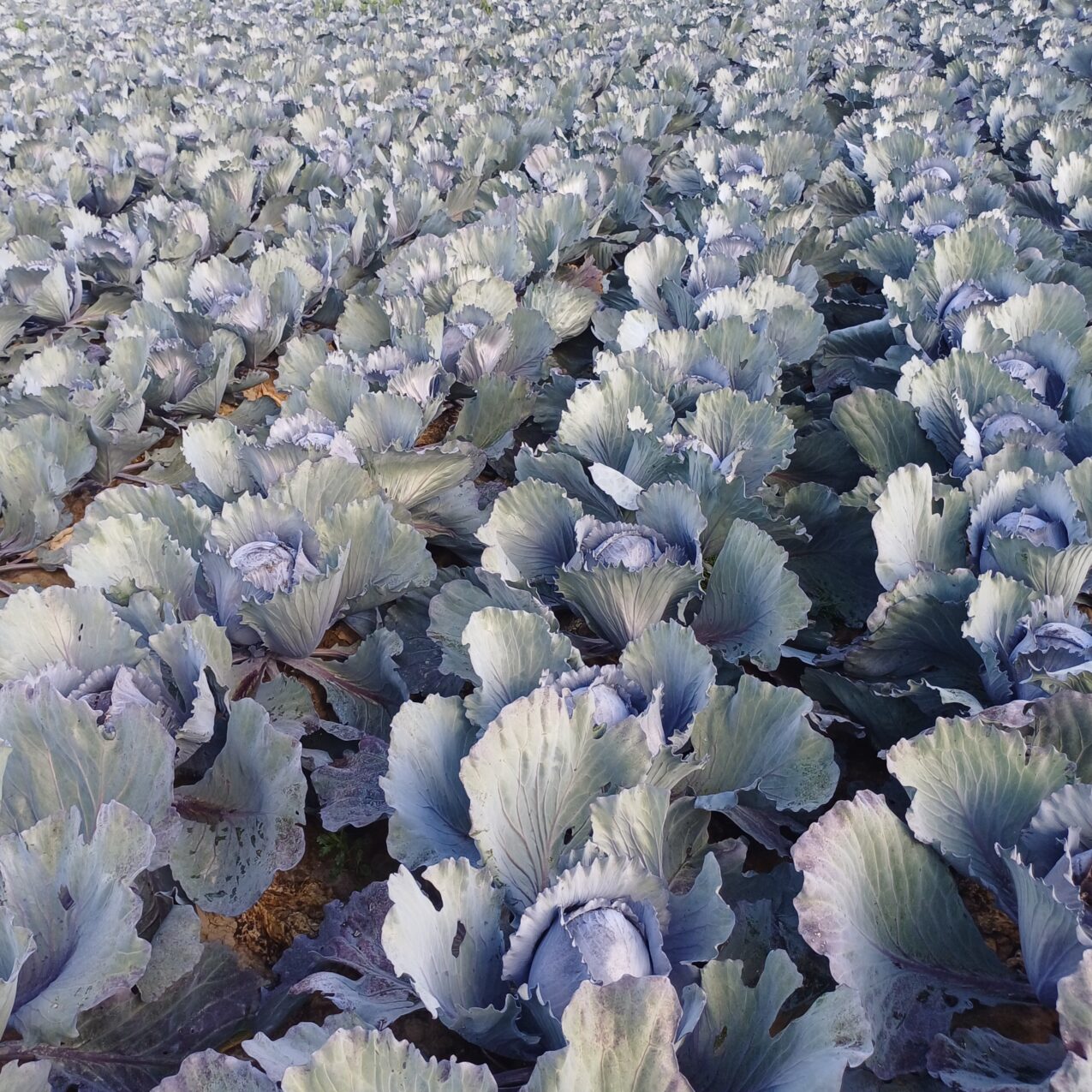 Odmiany kapusty: Redfield F1