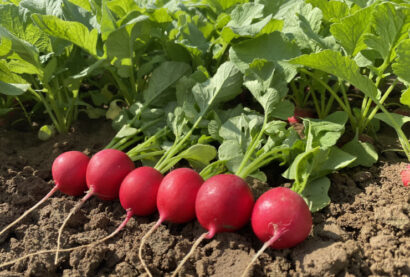 Rzodkiewka Resito F1 (34-305)