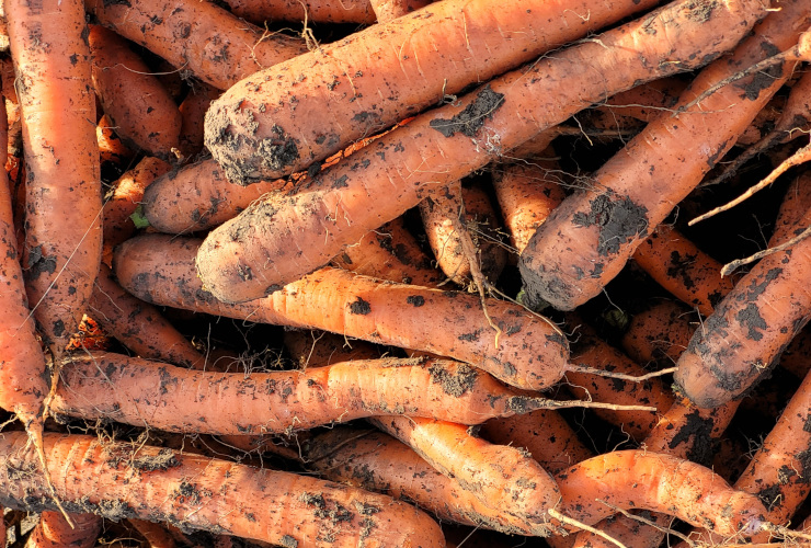 Marchew Solfeo (fot. Hazera)