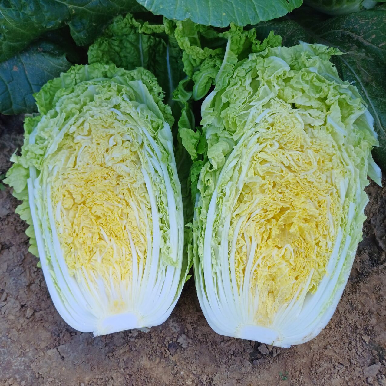 Odmiany kapusty: Veraflex F1