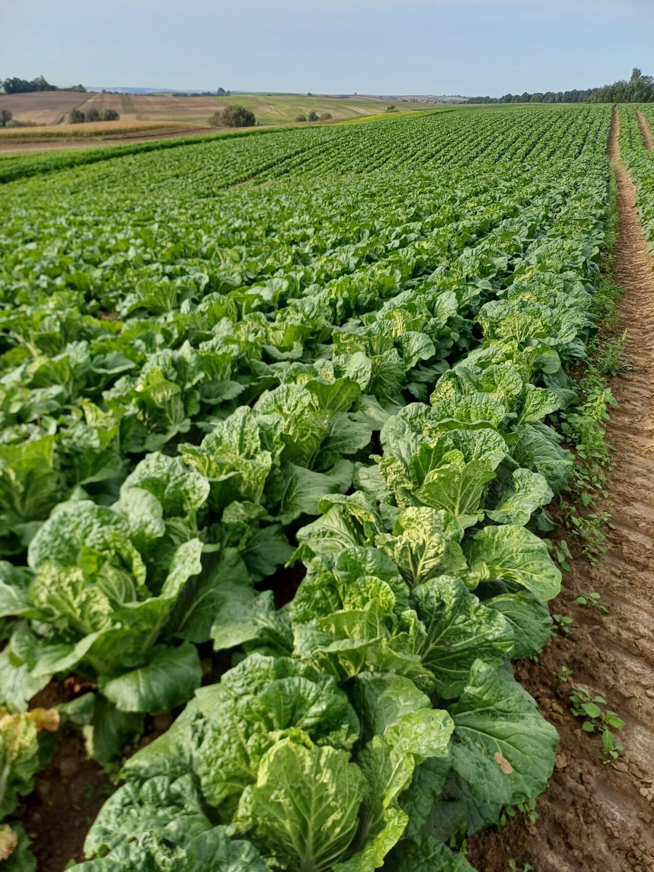 Odmiany kapusty: Veraflex F1