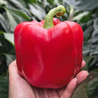 Papryka Tindaya (fot. Hazera)