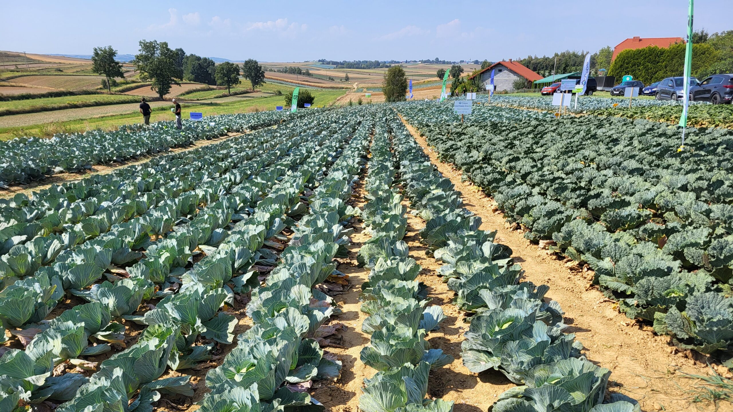 Międzynarodowy Dzień Zdrowia Roślin, plantacja kapusty, fot. AW