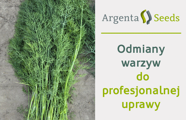 AgrentaSeeds, nasiona, odmiany warzyw, szczypiotek, warzywa pęczkowe, burak ćwikłowy, dynia, Renegade, Mars, Catania Compact, Prager Premium, Ribery, Red Dawn, Waldo