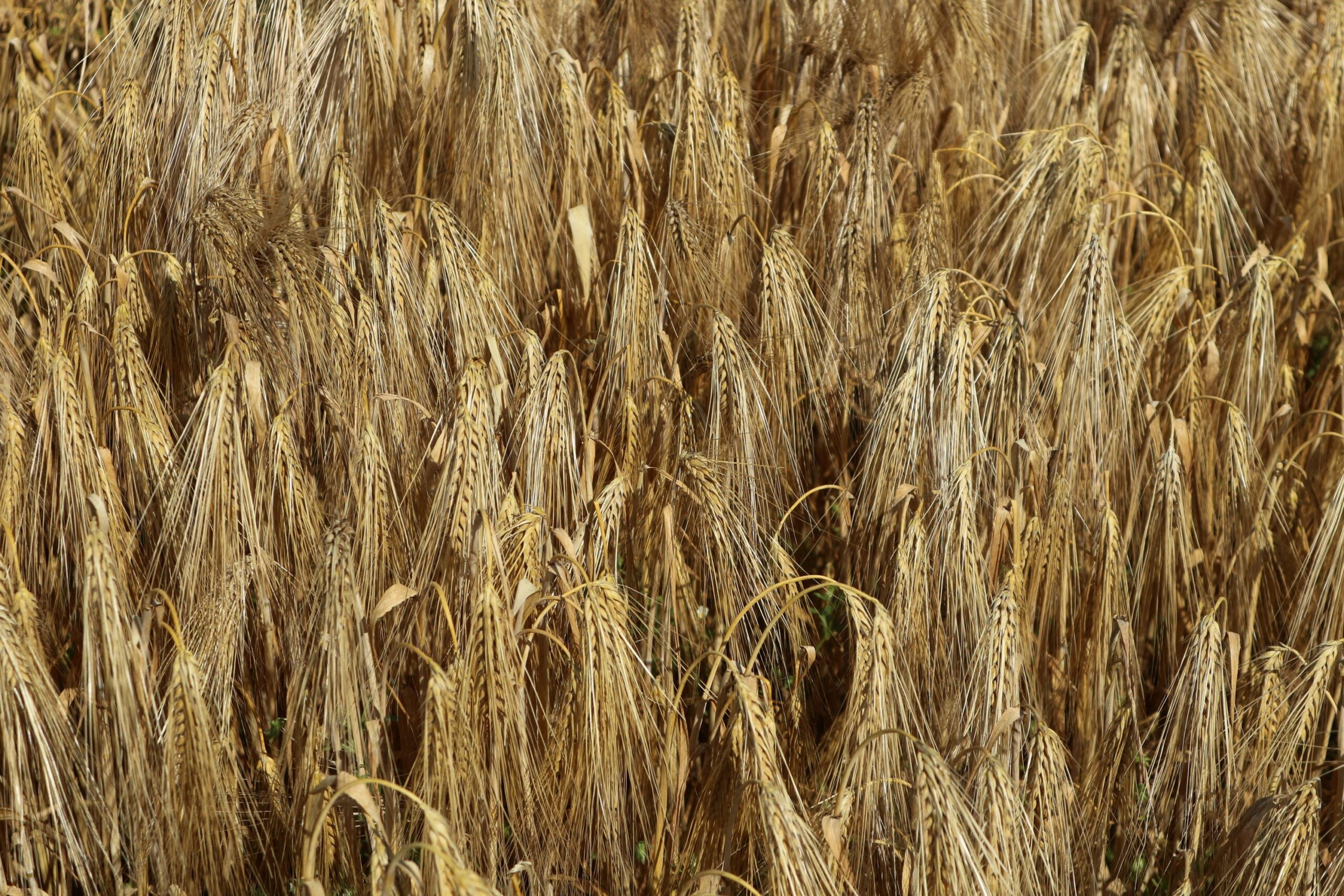 ekoschematy; kwalifikowany materiał siewny gwarantem wysokich plonów