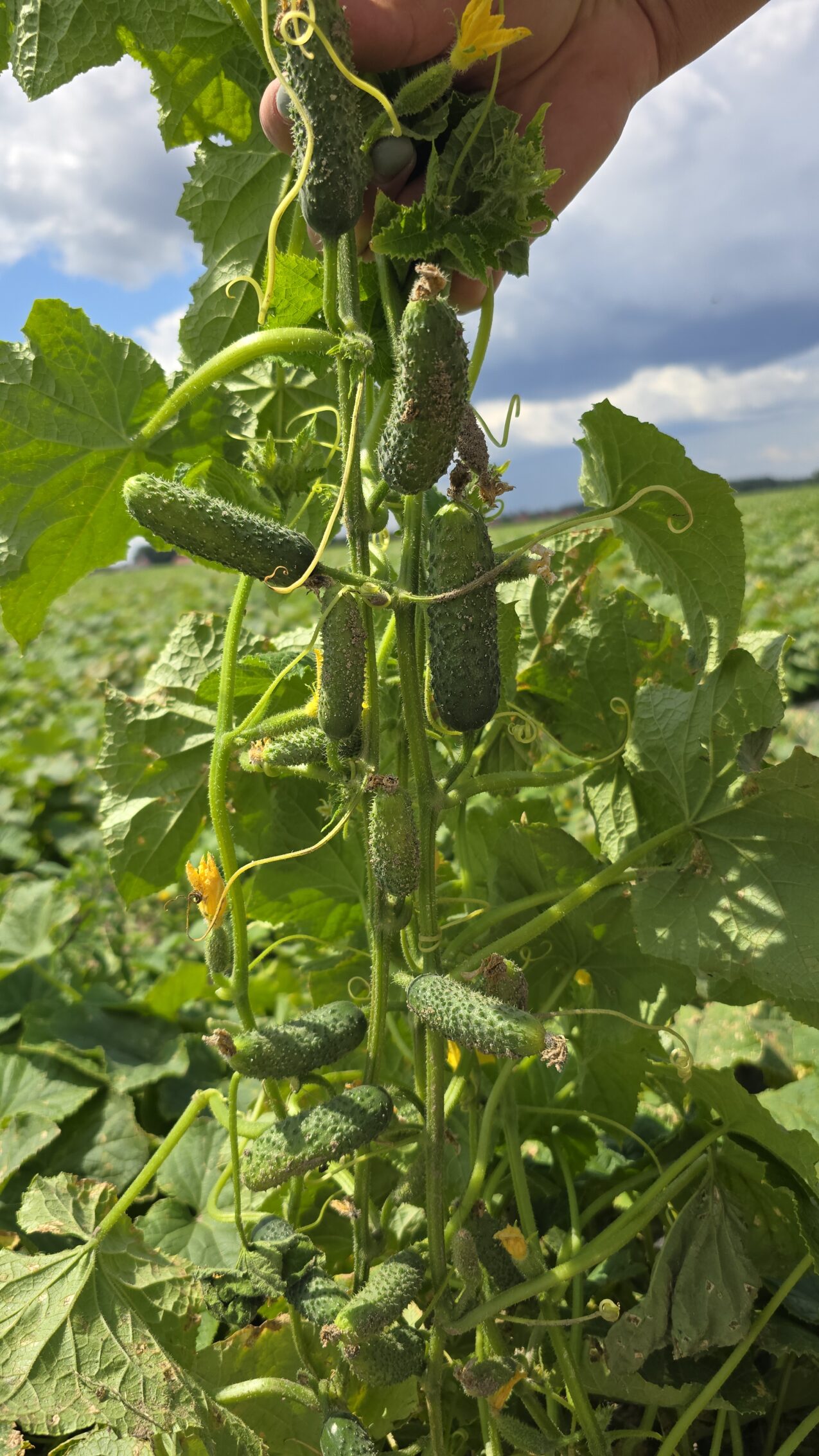 Odmiany ogórków gruntowych: Cusina F1