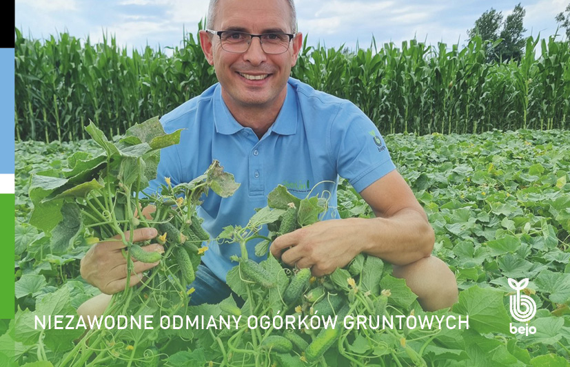 Bejo, odmiany ogórka gruntowego; ogórek gruntowy