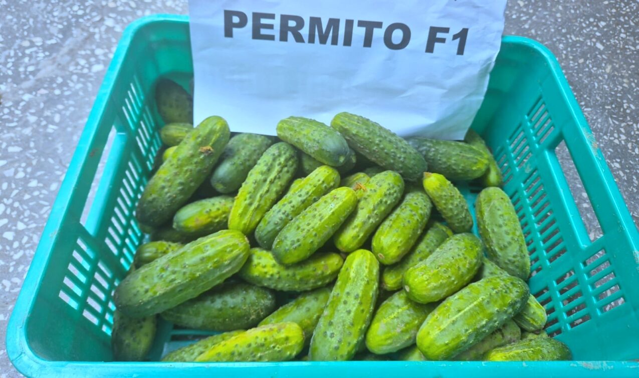 Odmiany ogórków gruntowych: Peramito F1