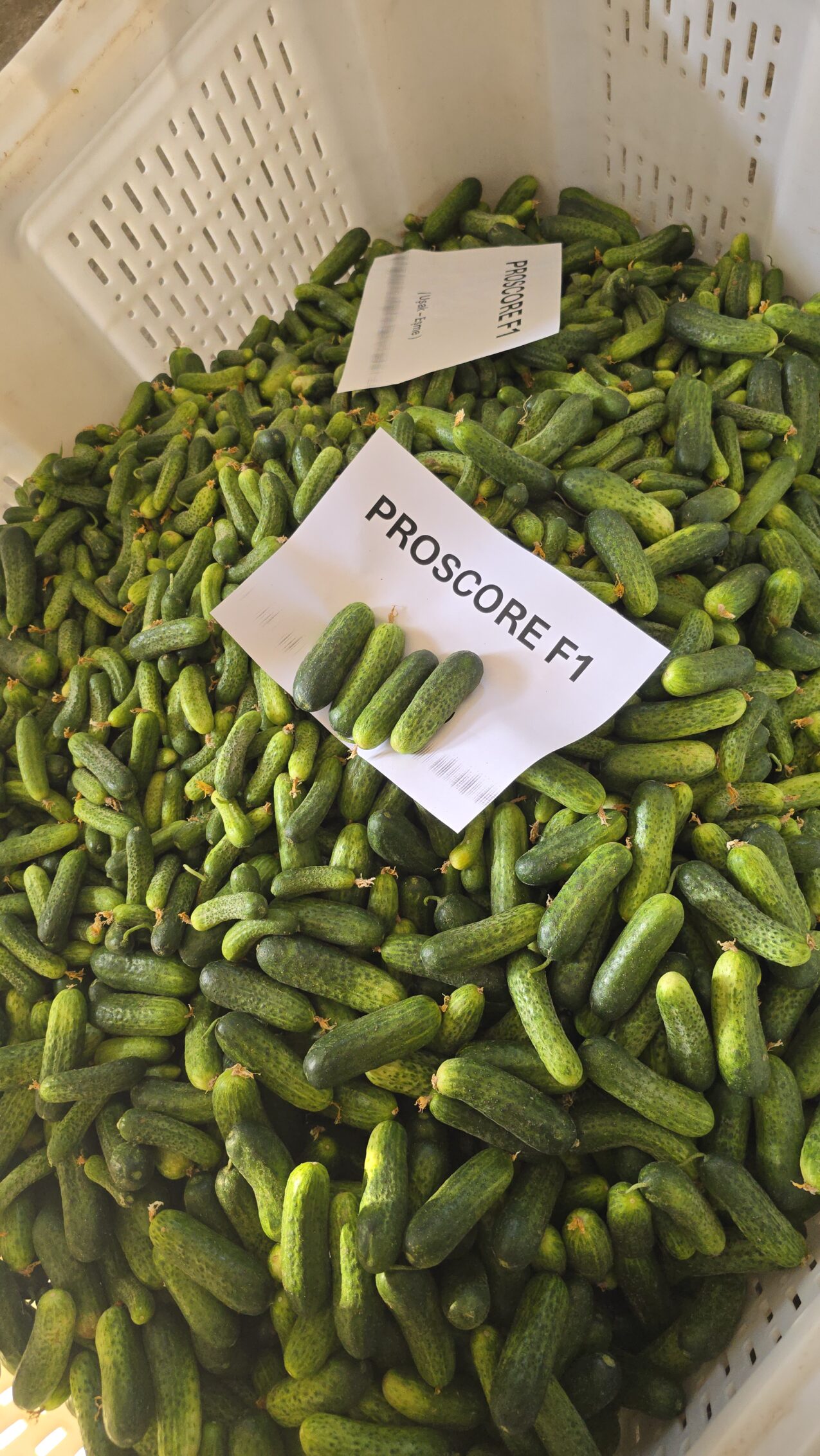 Odmiany ogórków gruntowych; Proscore F1