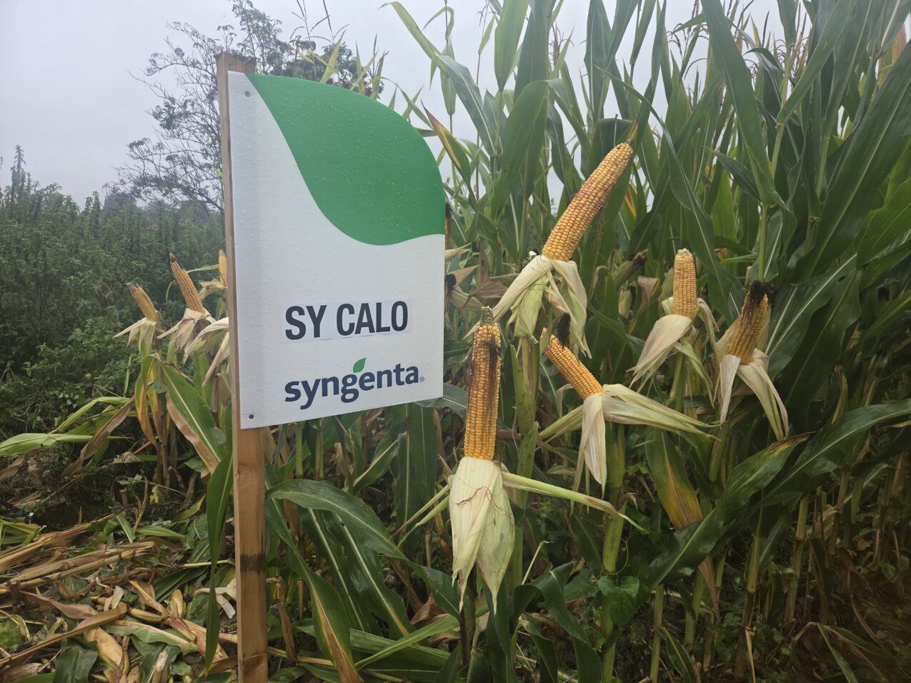 Odmiany kukurydzy; SY Calo