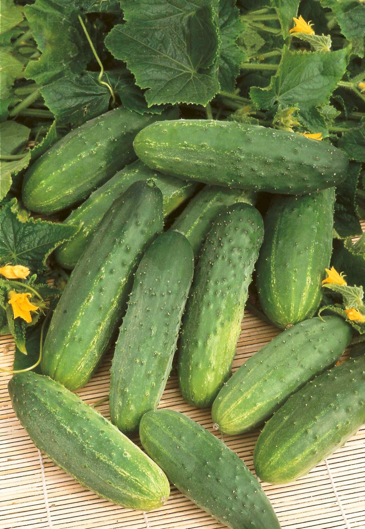 Odmiany ogórków gruntowych: Soplica F1