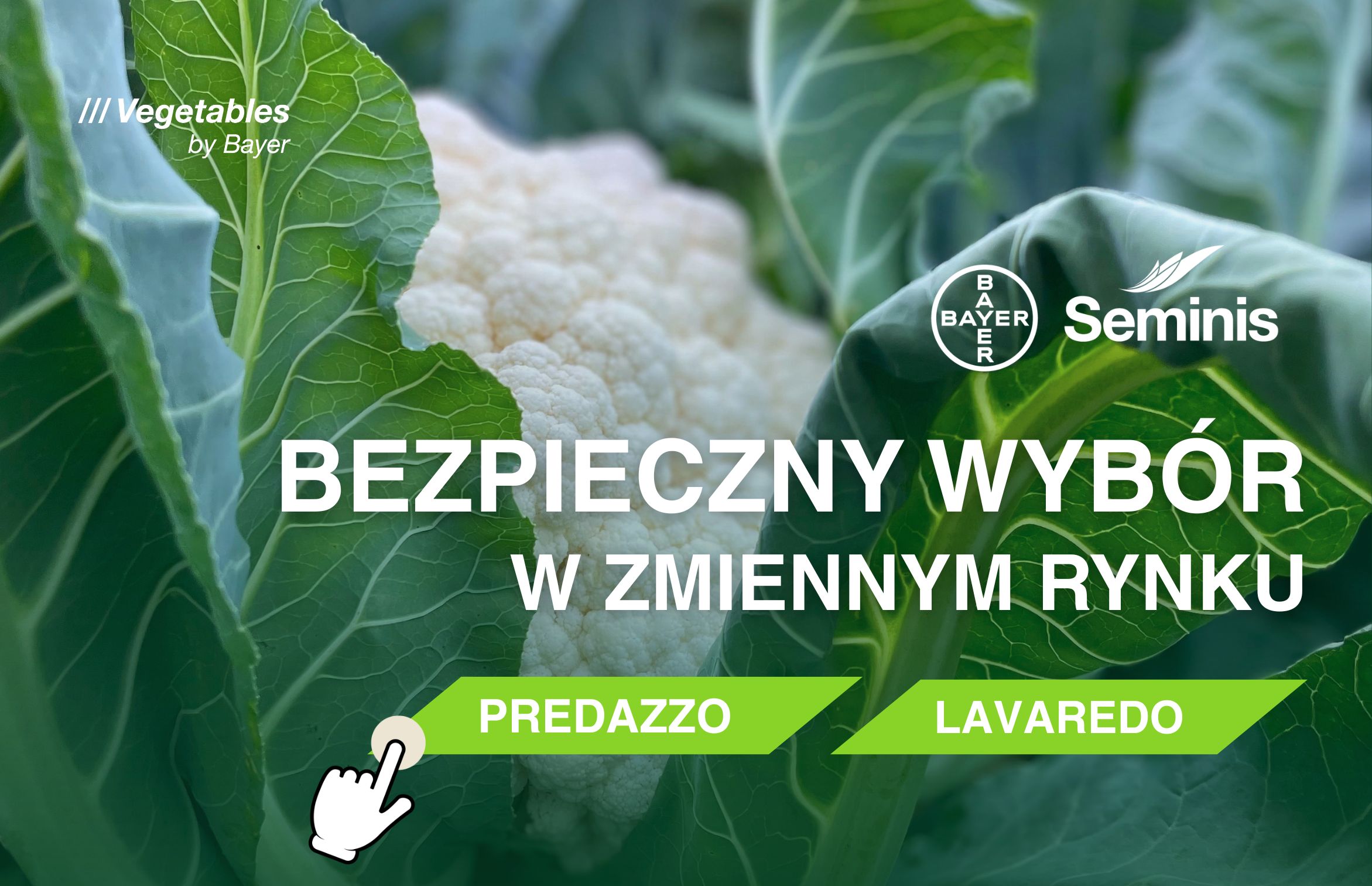 seminis kalafior predazzo oraz Lavaredo