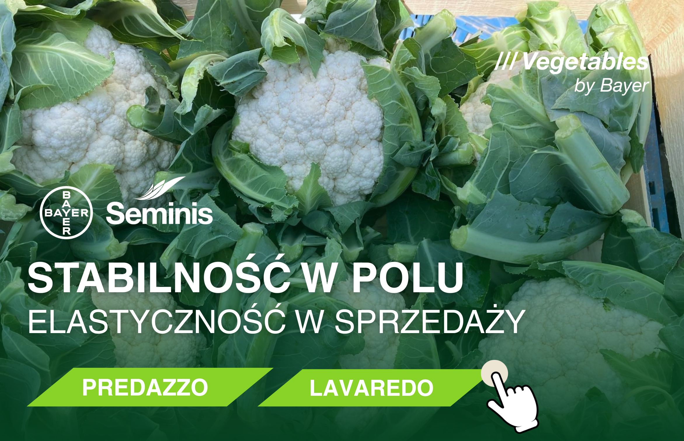 seminis kalafior predazzo oraz Lavaredo