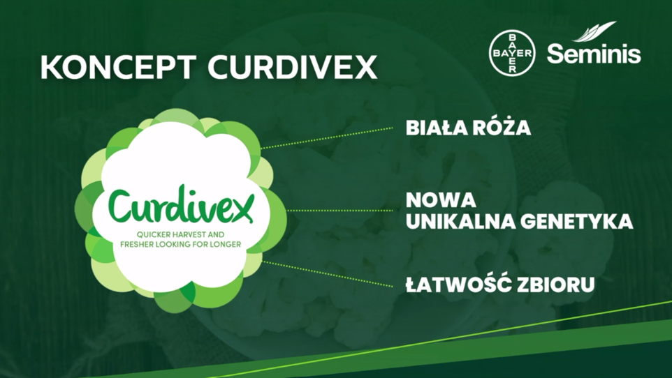 Koncept Curdivex
