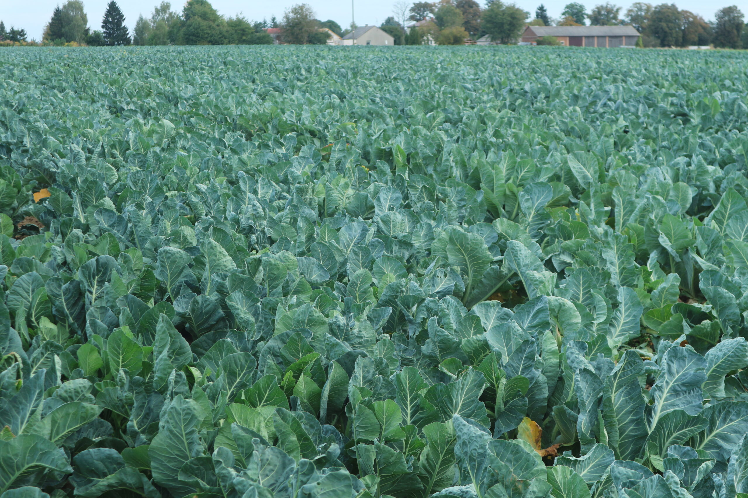 Odmiany kalafiorów; plantacja kalafiorów jesiennych