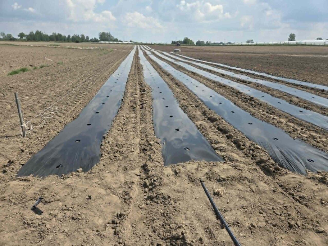 Rzędy przygotowane do sadzenia arbuzów, przykryte czarną folią ściółkującą (fot. AW)