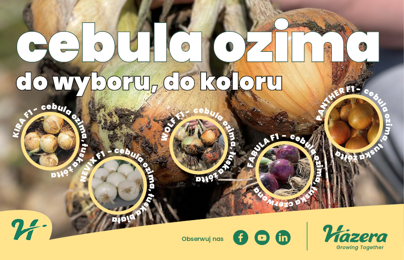 cebula ozima, odmiany cebuli ozimej Hazera Kira F1 Nevix F1, Wolf F1, Fabula F1, Panthet F1