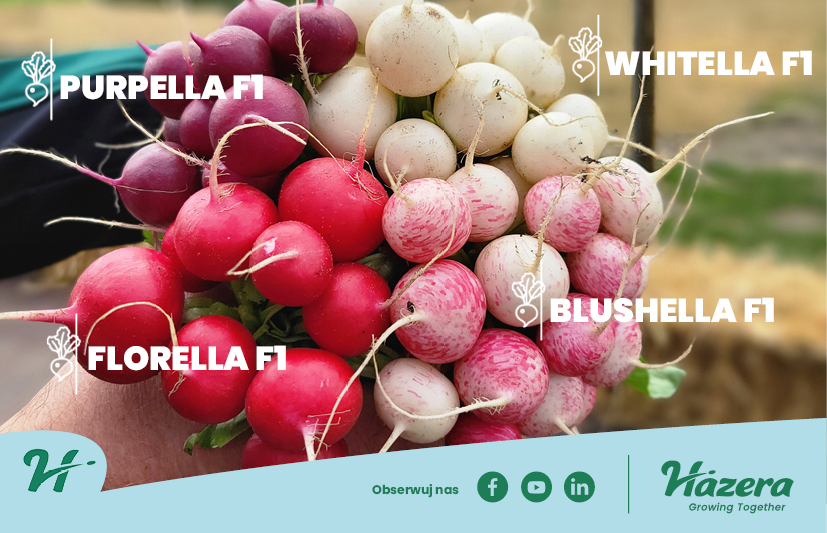 Hazera kolorowa rzodkiewka Purella F1 Whitella F1 Florella F1 Blushella F1