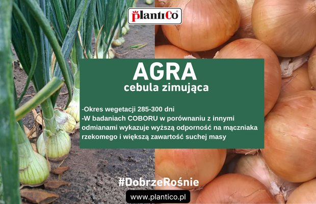 Plantico Cebula ozima Agra