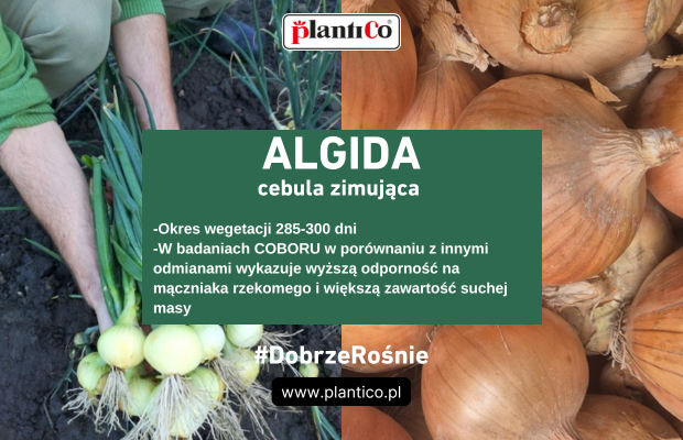 Plantico Cebula ozima Algida