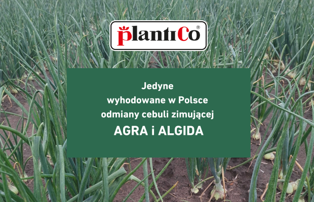 PlantiCo cebula ozima Agra i Algida