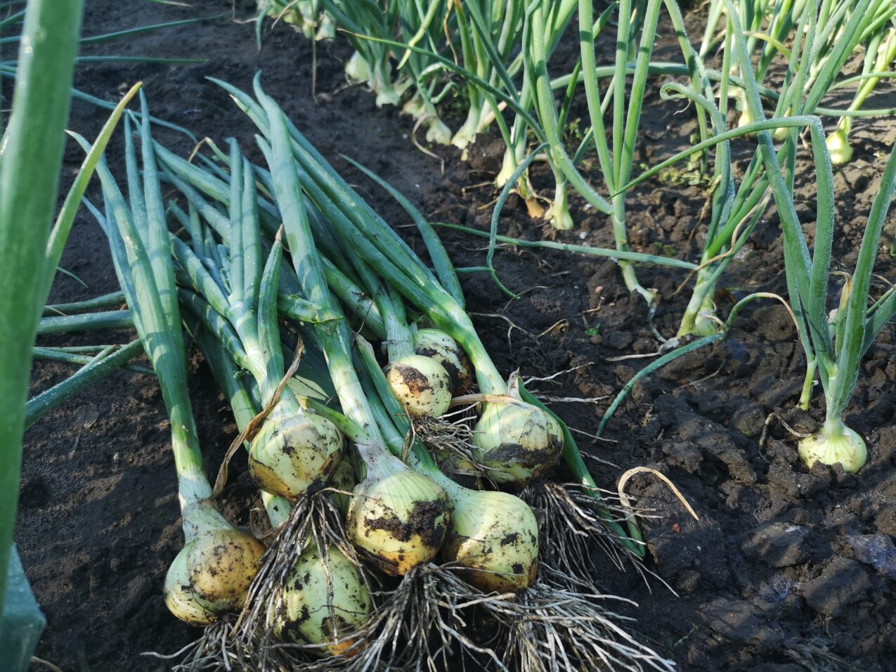 Odmiany cebuli ozimej: Agra