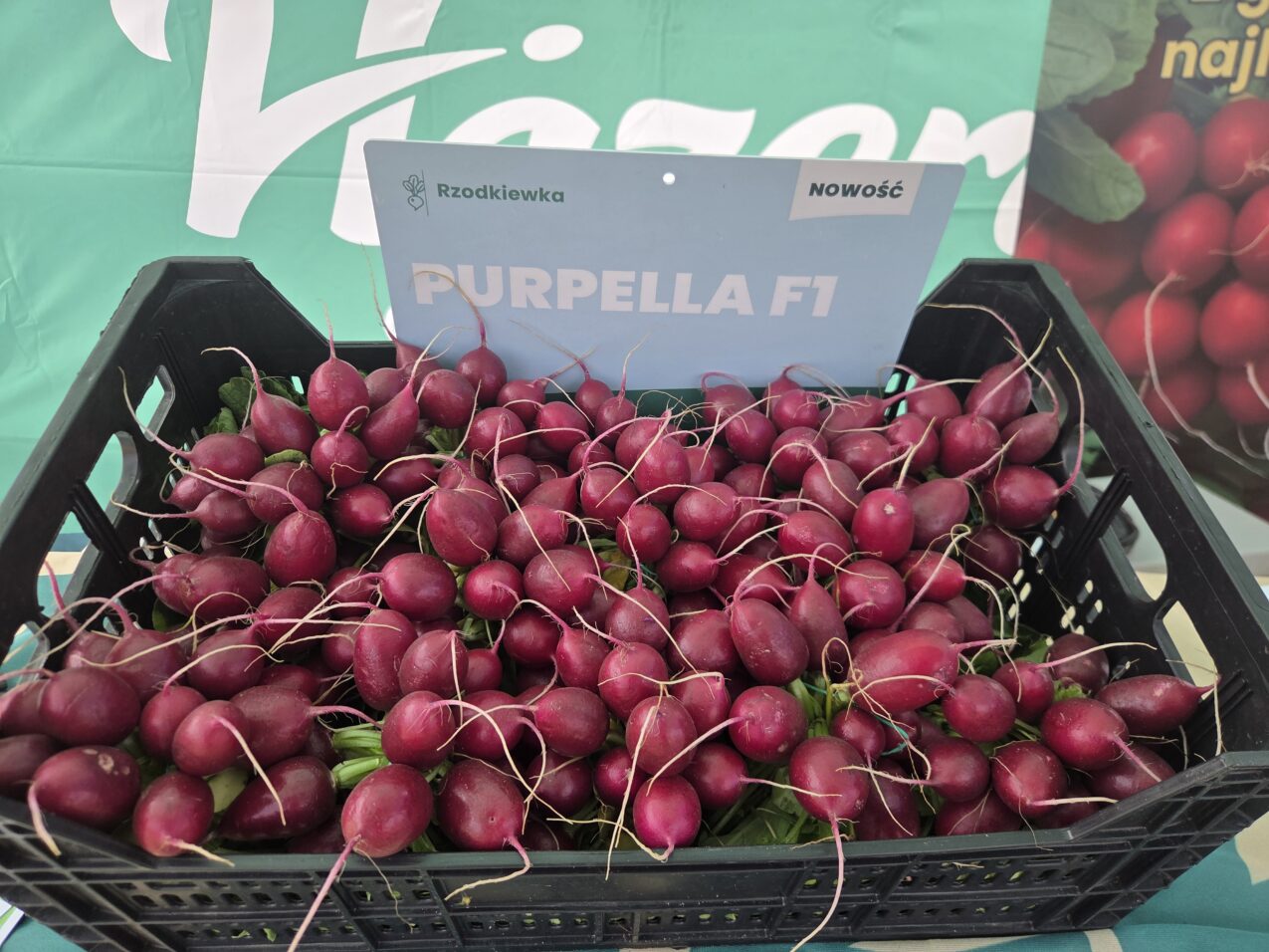 Hodowla odmian rzodkiewki; Purpella F1