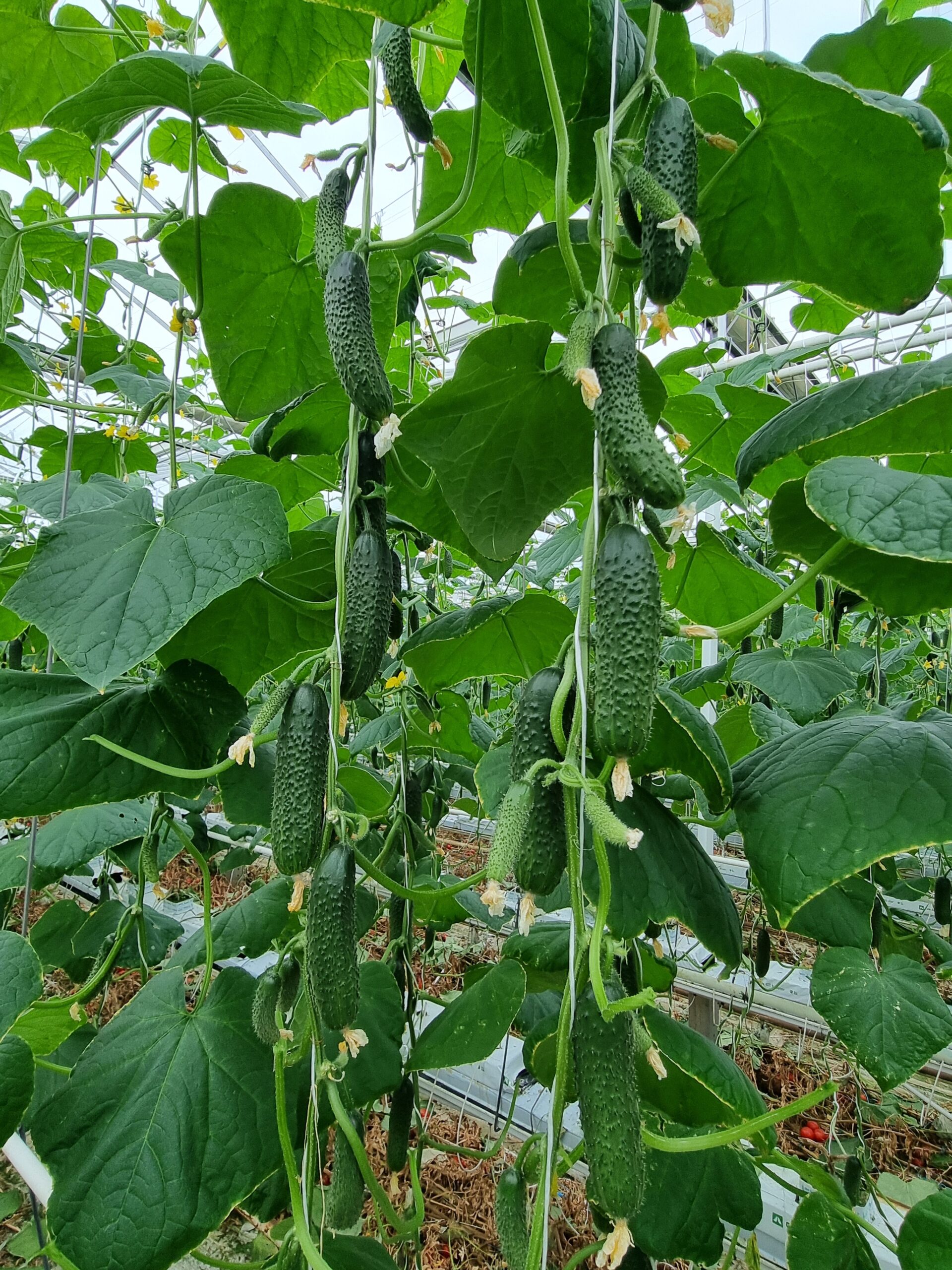 Ogórek Capricorn 311 F1 Yuksel Seeds
