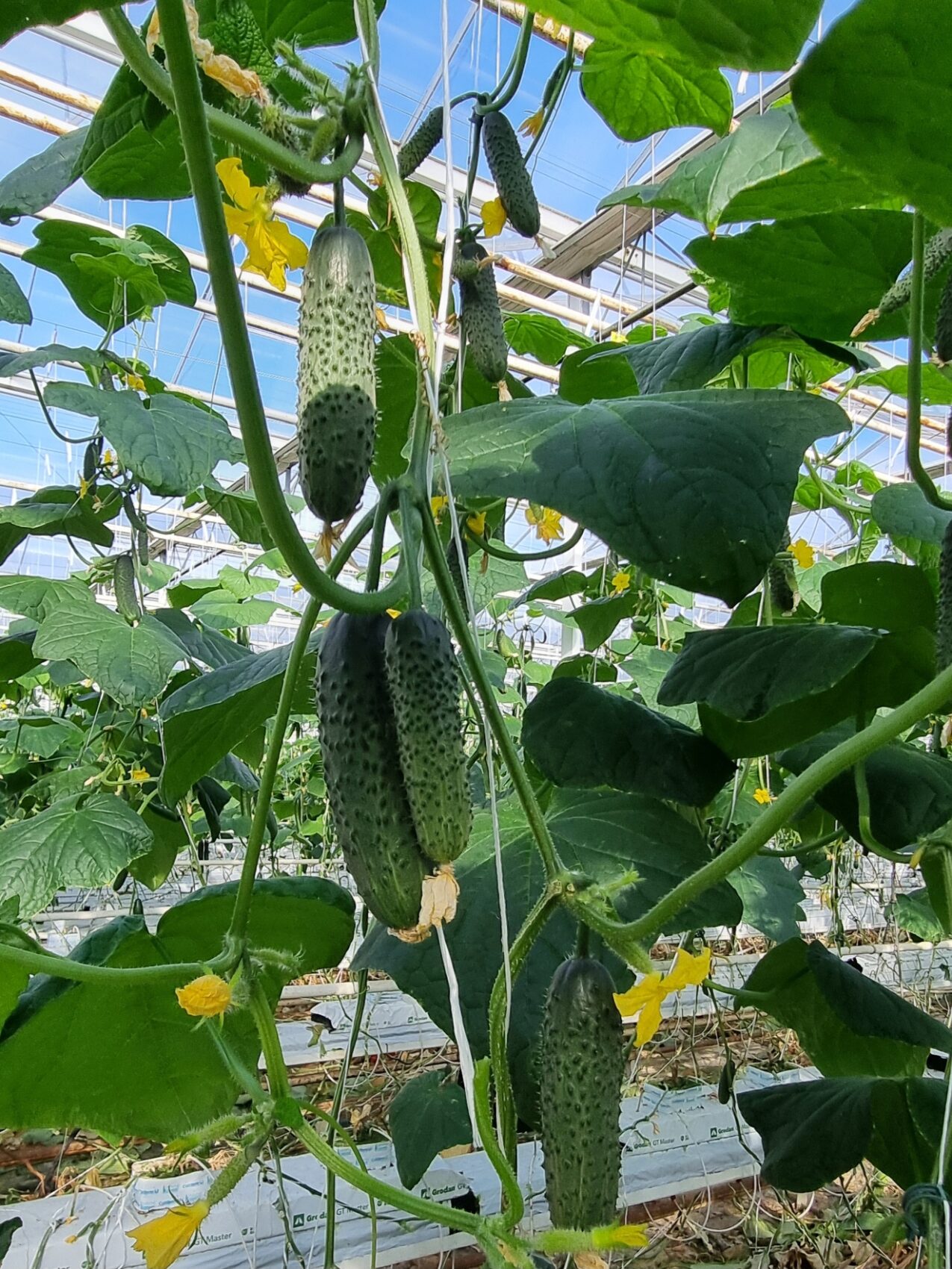 Ogórek Capricorn 311 F1 Yuksel Seeds