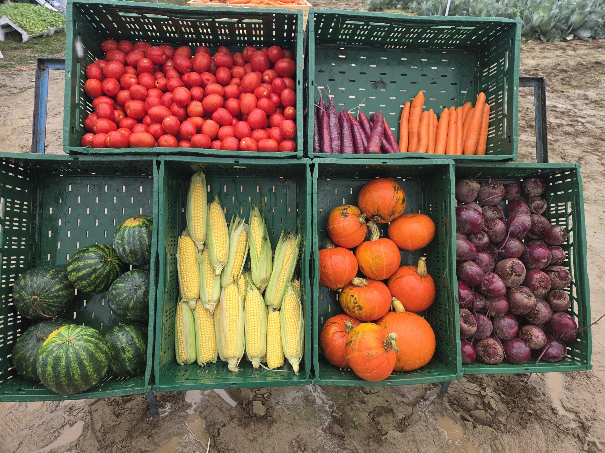 Targi Fresh Market; warzywa