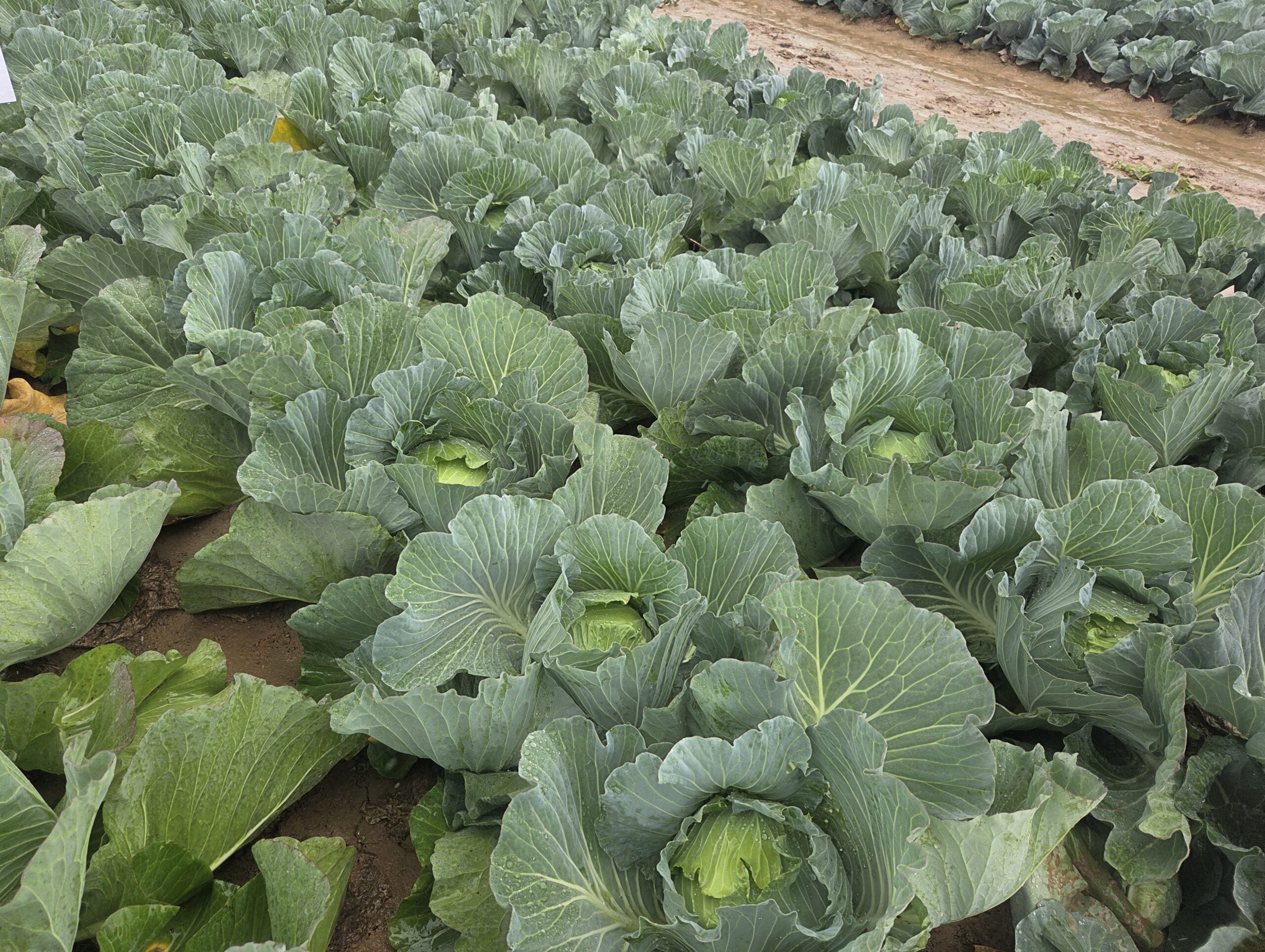 Nawożenie i biostymulacja warzyw; plantacja kapusty