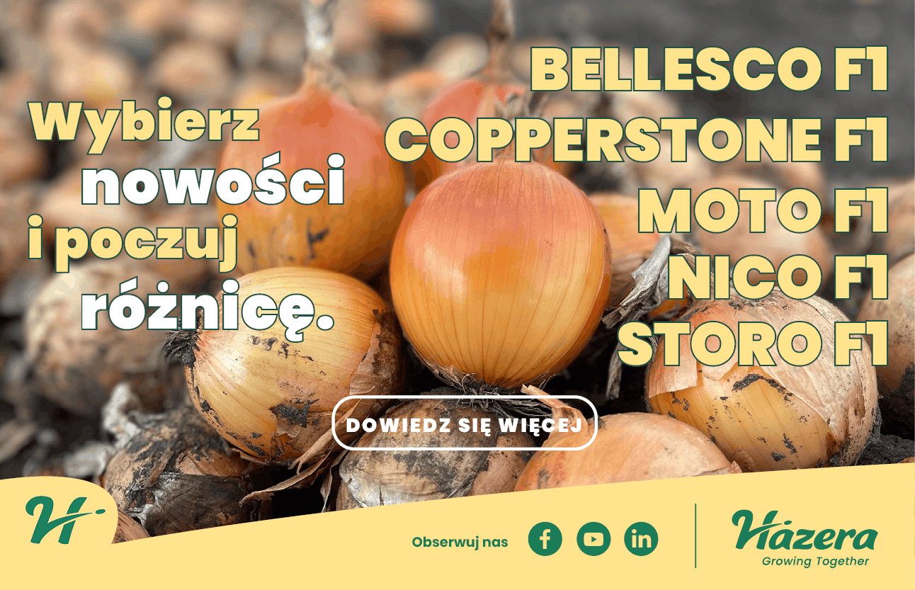 Hazera Poland, odmiany cebuli, Bellecsco F1, Copperstone F1, Moto F1, Nico F1, Storo F1, uprawa cebuli