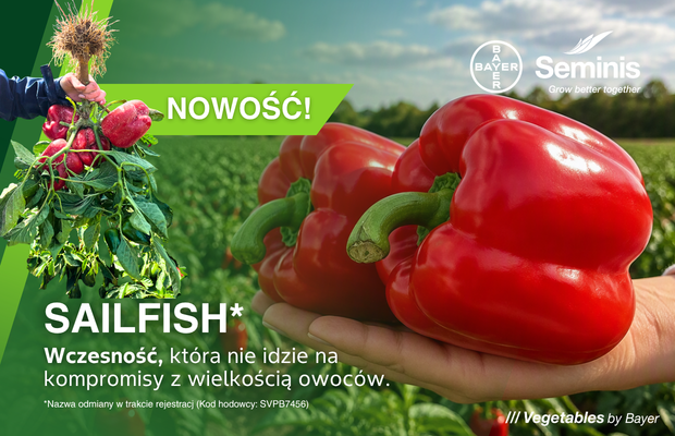 Seminis/Bayer, papryka polowa Paper Cafe Sailfish