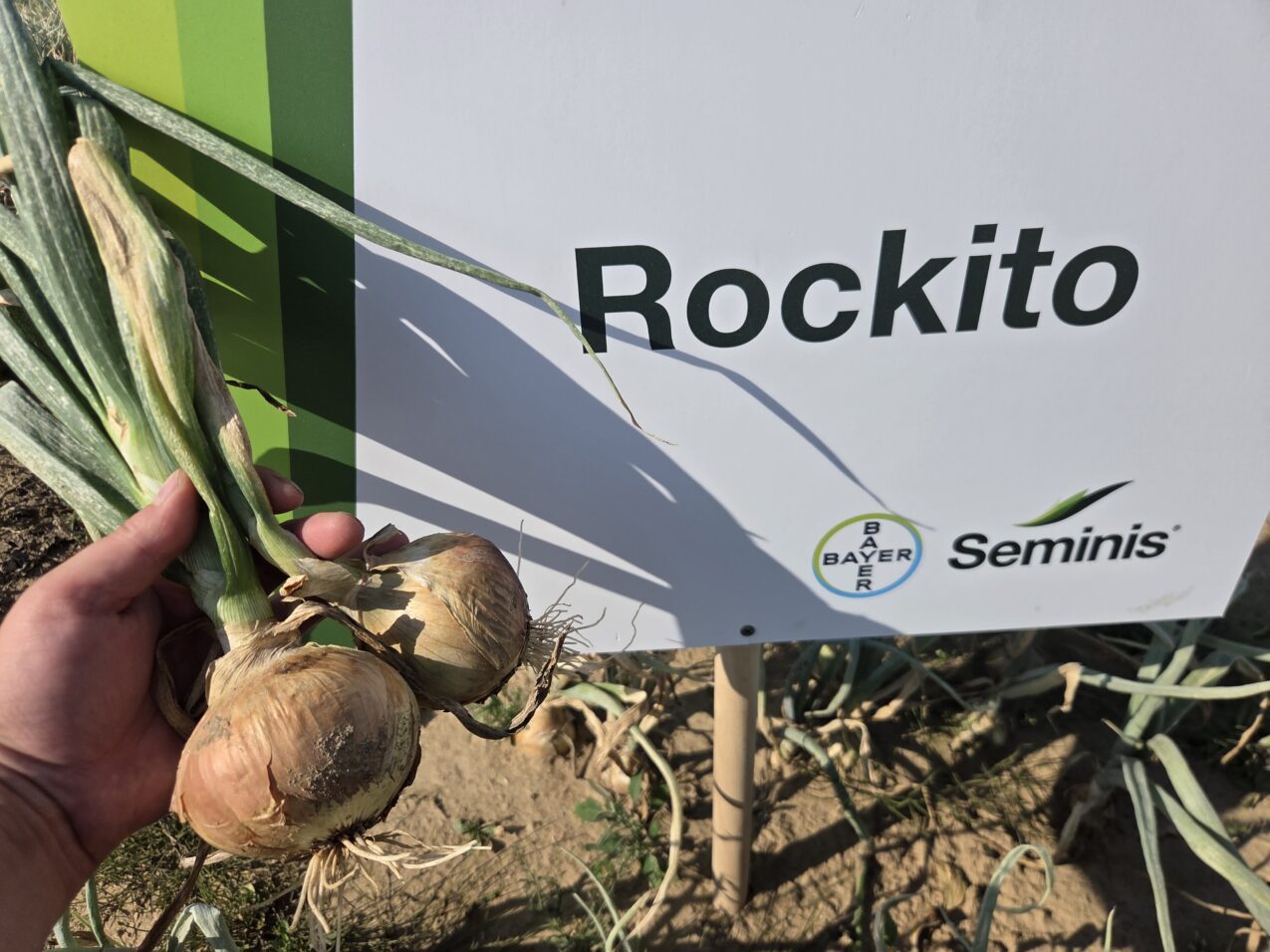 Uprawa warzyw polowych; cebula Rockito F1