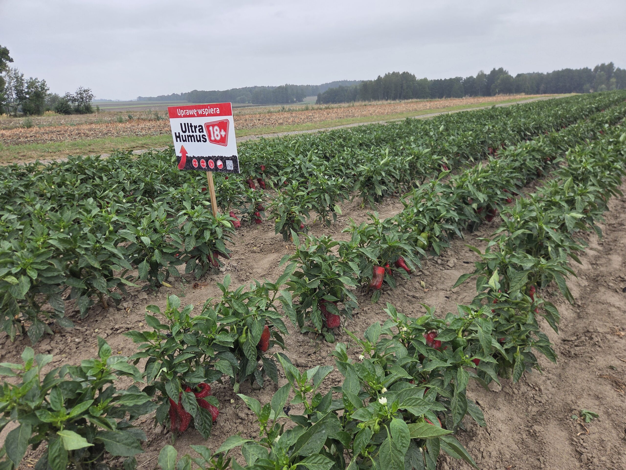 Nawożenie papryki polowej; plantacja papryki